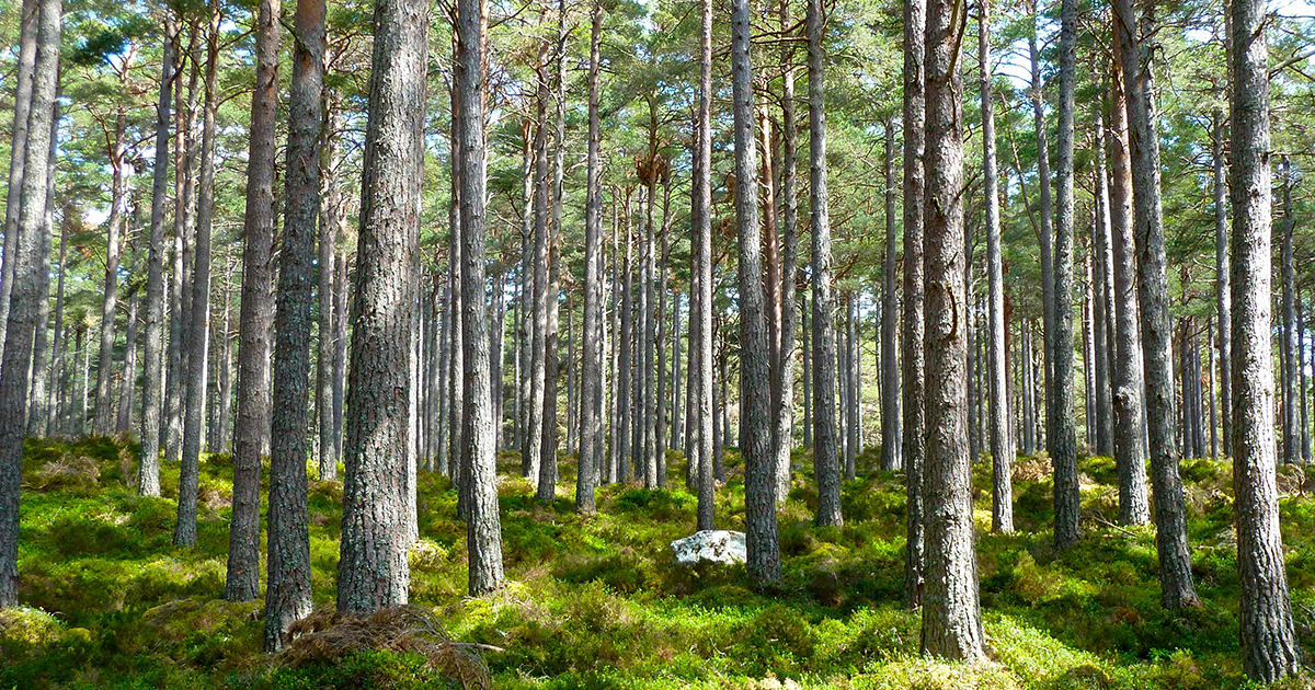 filière bois foret